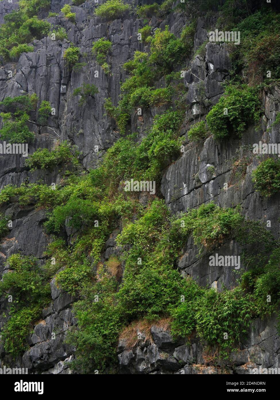 Vietnam, Quang Ninh Area, Halong Bay o ha Long Bay Sito Patrimonio dell'Umanità dell'UNESCO, il paesaggio carsico Foto Stock