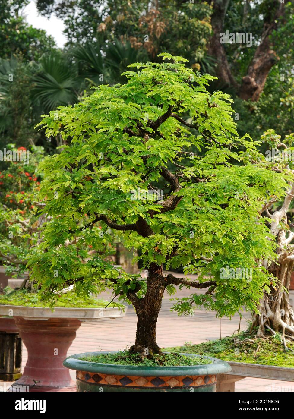 Vietnam, provincia di Thua Thien Hue, Città di Hue, dichiarata Patrimonio dell'Umanità dall'UNESCO, Bonsai a Città Proibita o Città Viola nel cuore dell'Imperiale Foto Stock