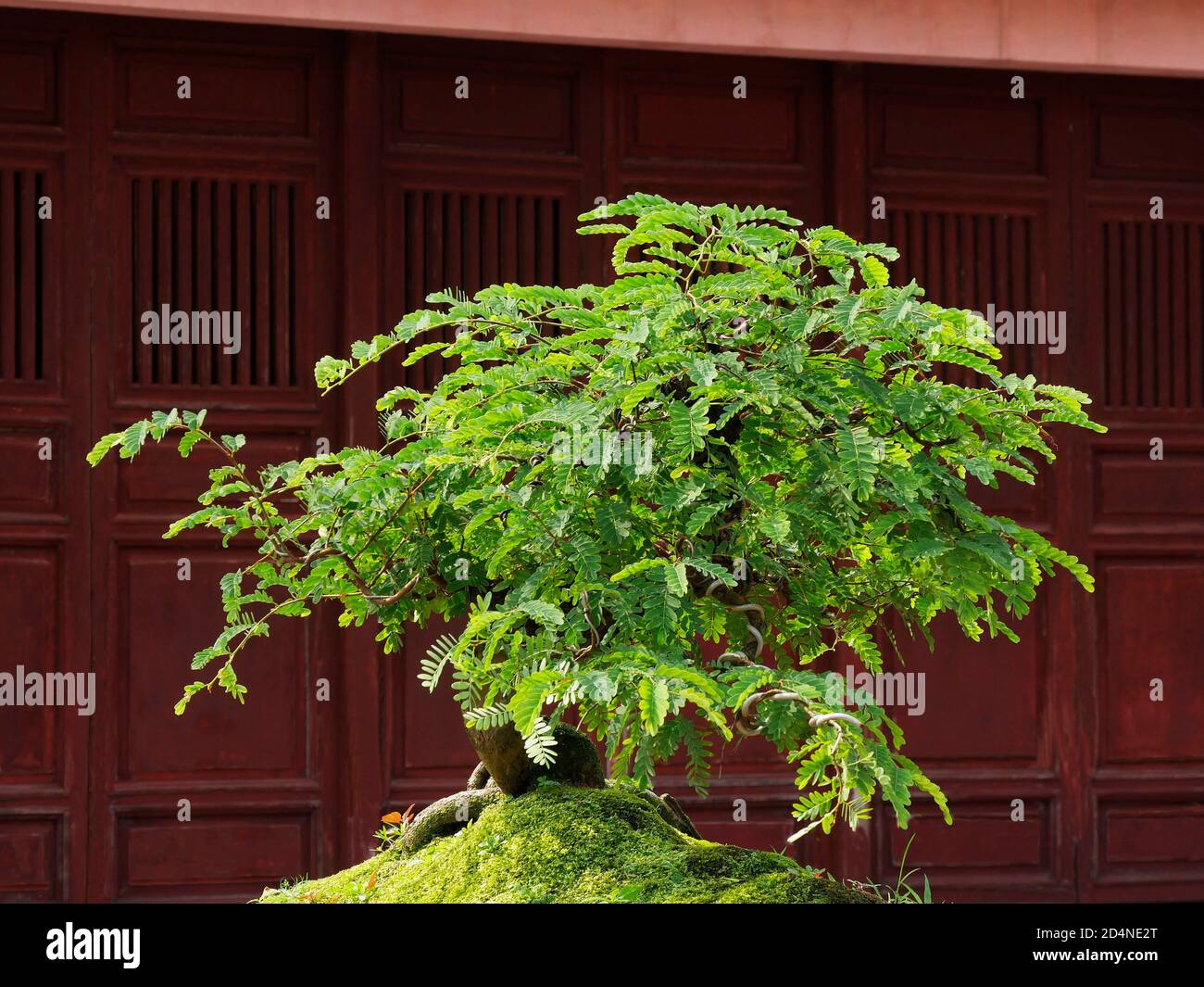 Vietnam, provincia di Thua Thien Hue, Città di Hue, dichiarata Patrimonio dell'Umanità dall'UNESCO, Bonsai a Città Proibita o Città Viola nel cuore dell'Imperiale Foto Stock