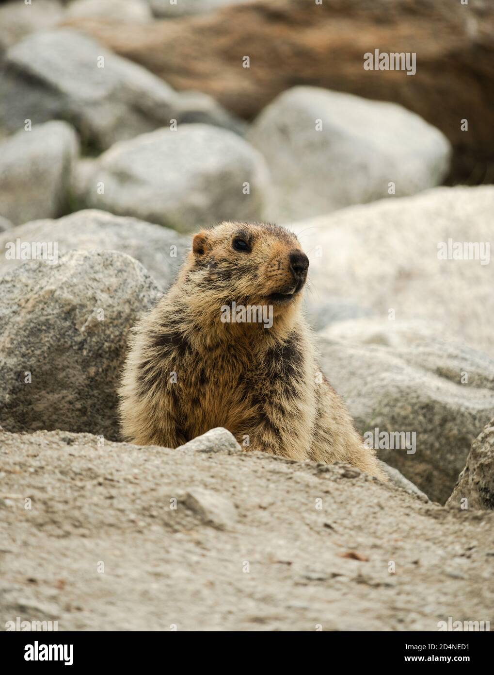 Ritratto di Himalayan Marmot seduto nella zona di Pangong lago Foto Stock