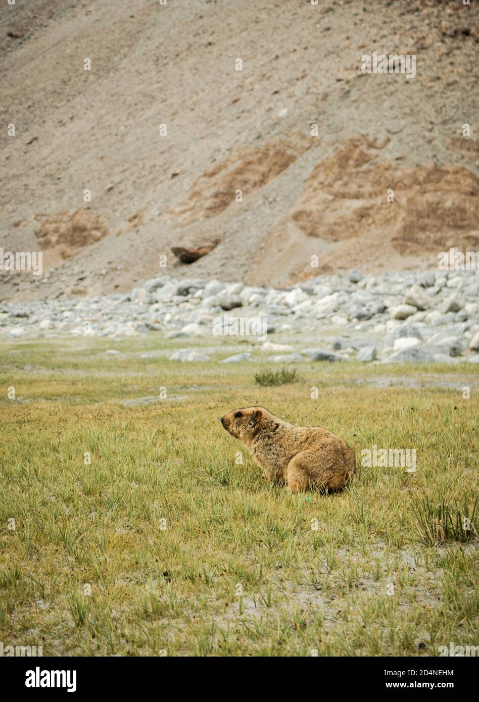 Ritratto di Himalayan Marmot seduto nella zona di Pangong lago Foto Stock