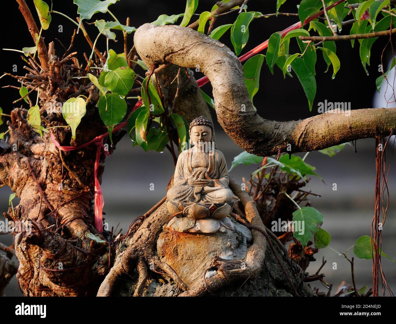 Vietnam, la provincia di Quang Nam, la città di Hoi An, la città vecchia, dichiarata Patrimonio dell'Umanità dall'UNESCO, Bonssai e statuette Foto Stock