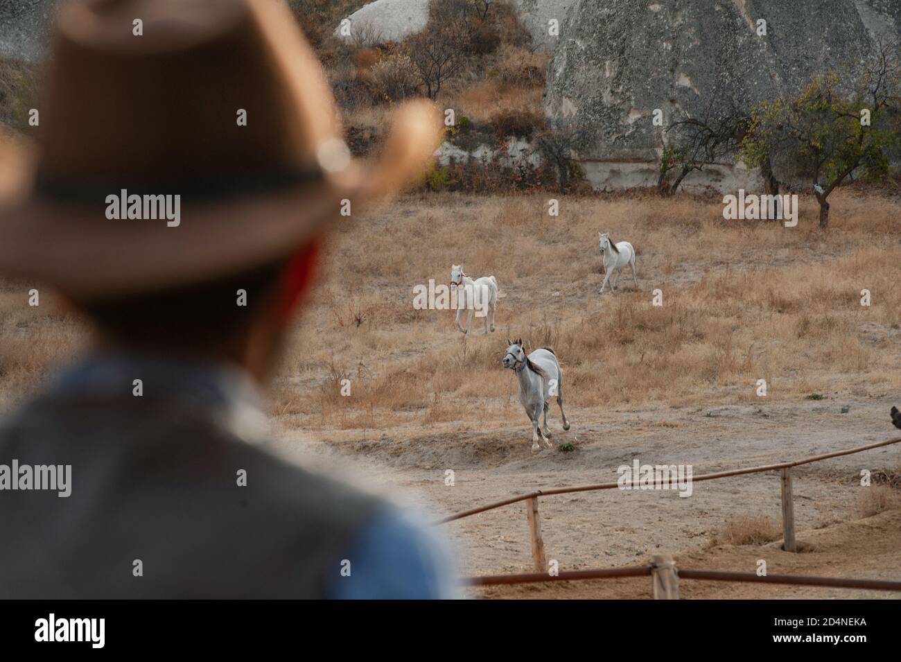 Cappadocia, Turchia. 8 Novembre 2017 Irfan Ozdogan proprietario del Lucky Horse Ranch, immerso tra i camini delle fate in una valle appena dietro il Cappa Foto Stock