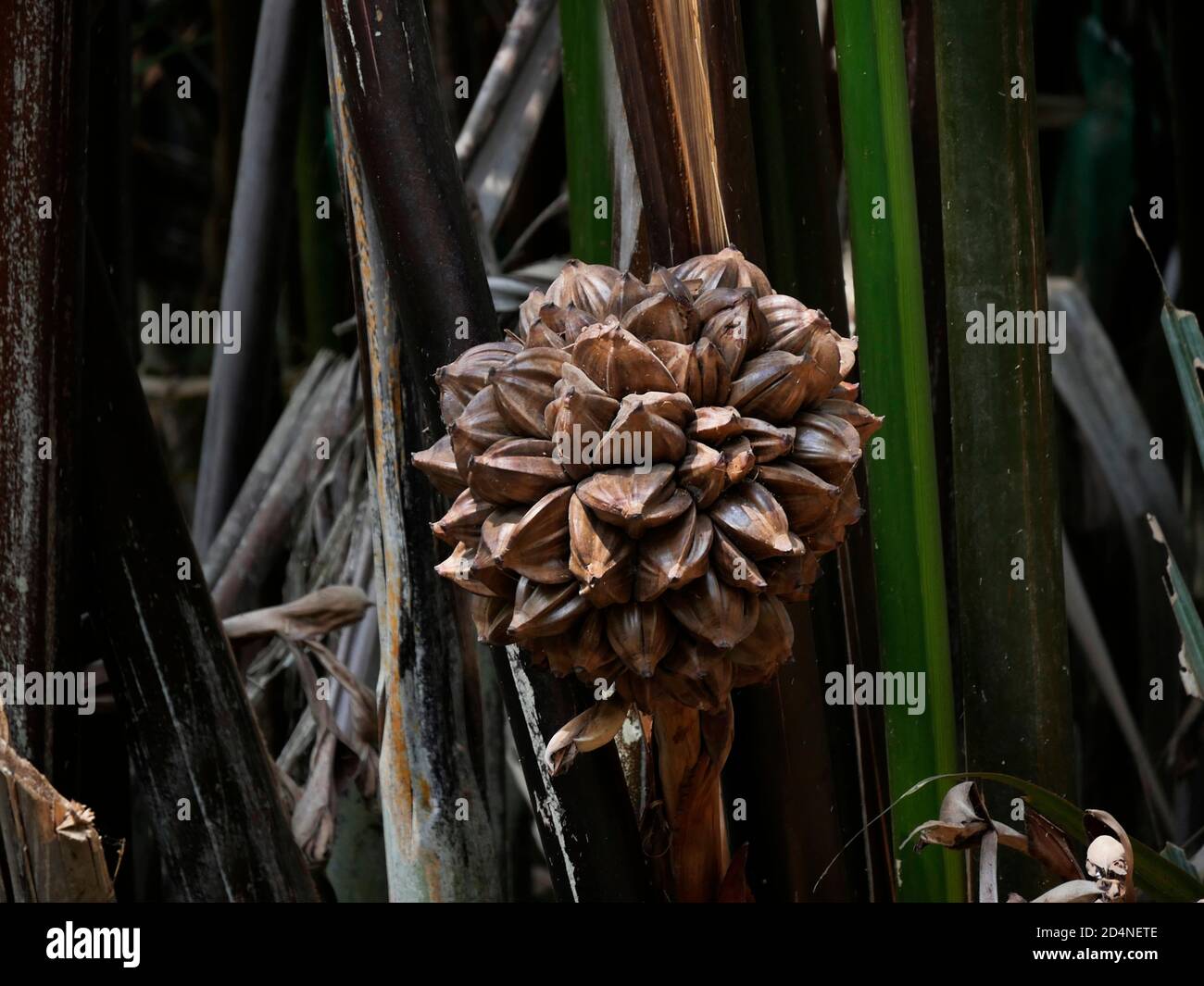 Vietnam, Delta del Mekong, frutta di Palmtree acqua Foto Stock