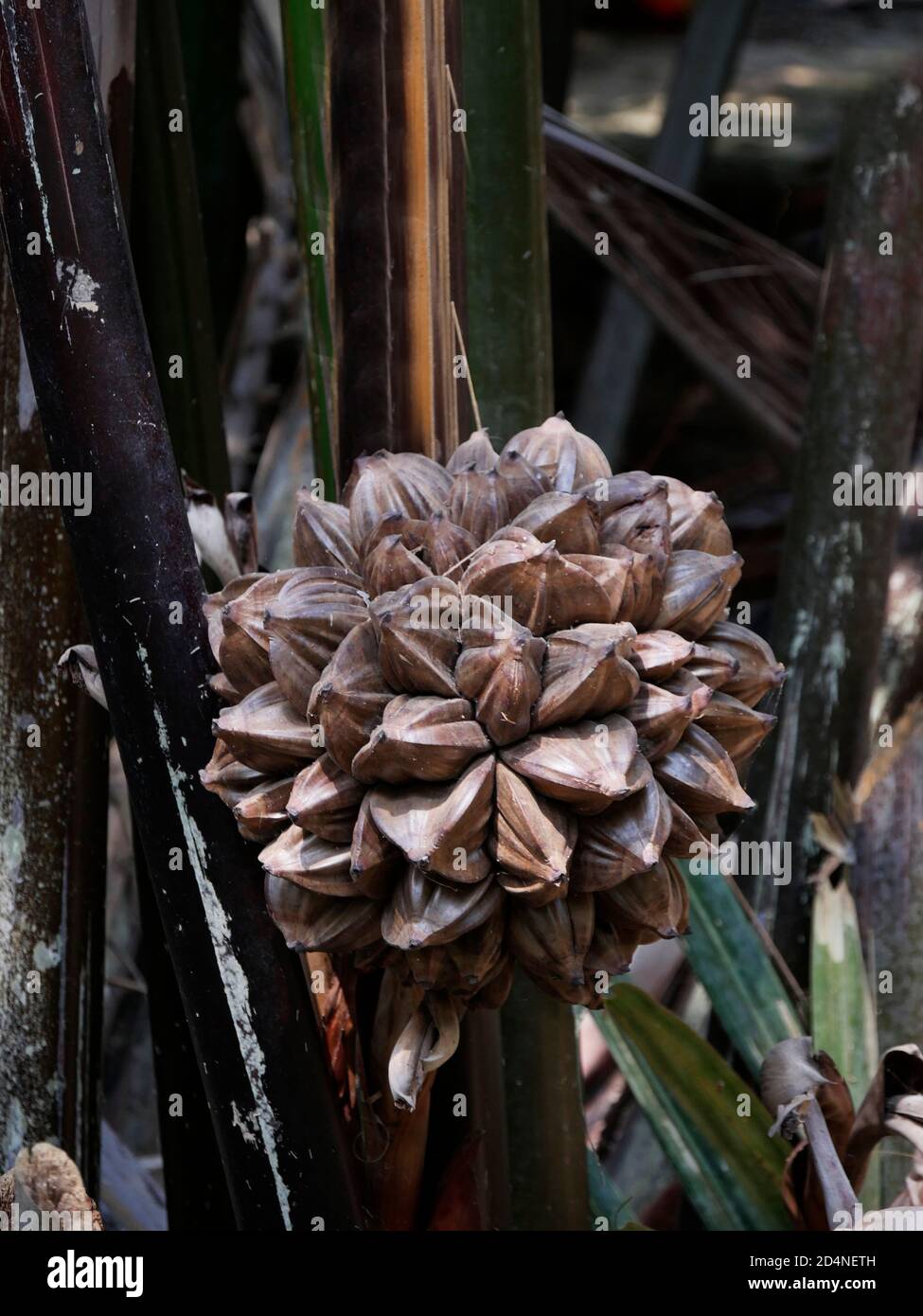 Vietnam, Delta del Mekong, frutta di Palmtree acqua Foto Stock