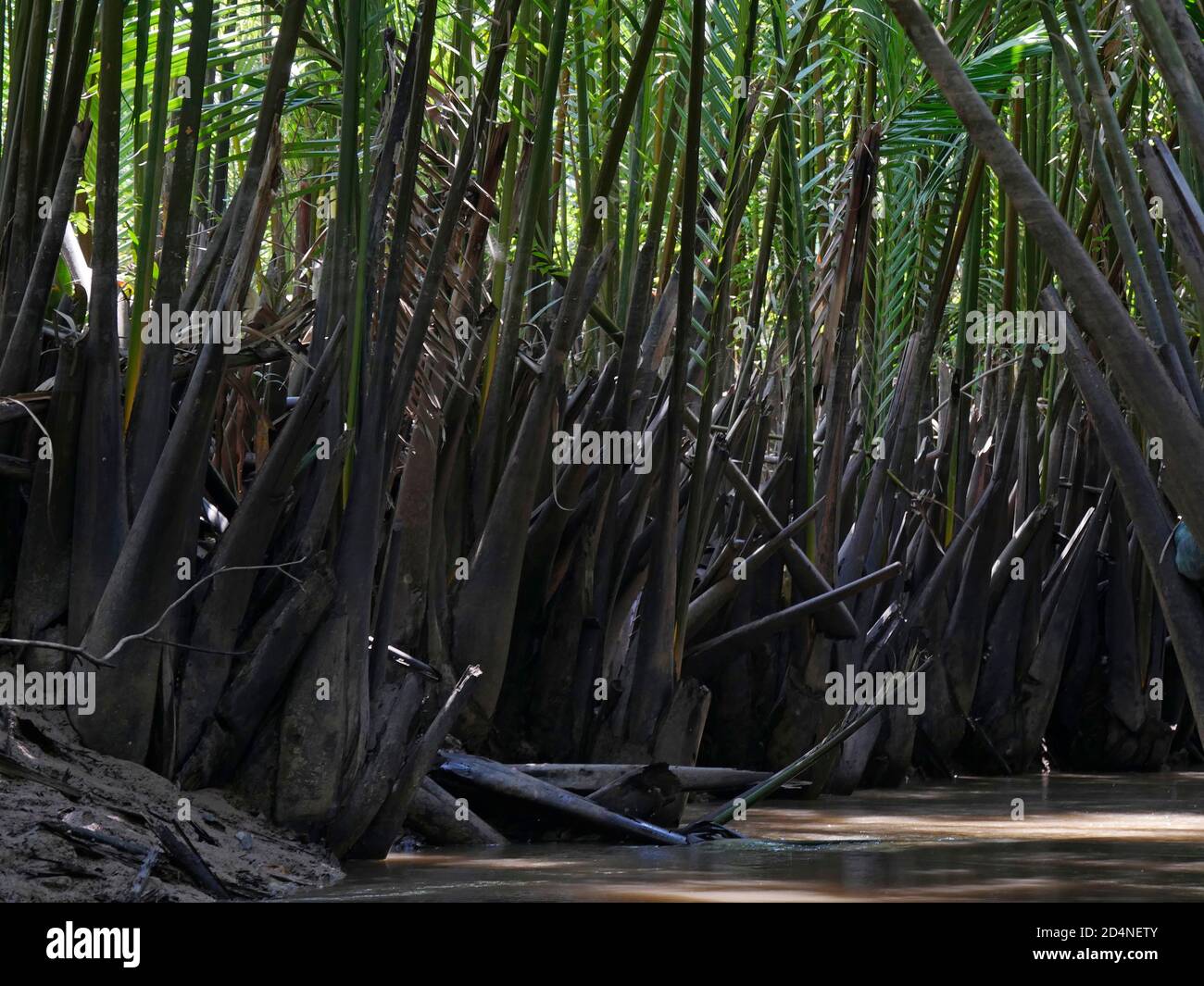 vietnam, Delta del Mekong, Paesaggio Foto Stock