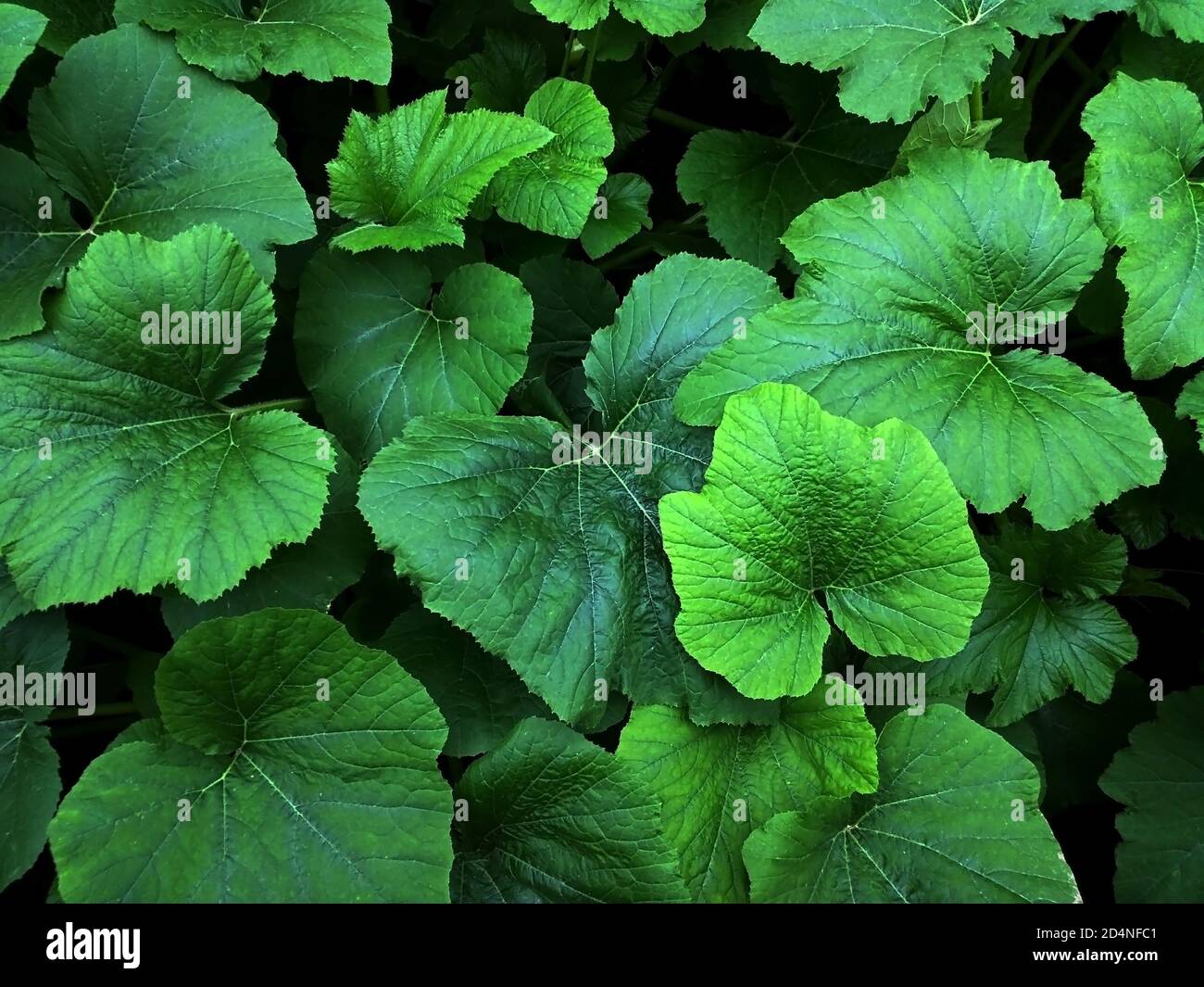 Foglie verdi isolate di rabarbaro. Foto Stock