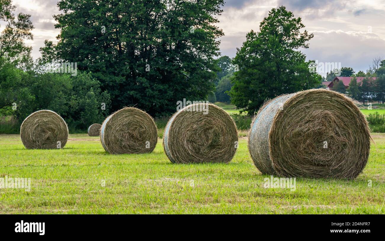 Tramonto sul paesaggio con l'erba arrotolata nei campi che Gli agricoltori lavorano con durante il mese di luglio e. nuvole scure sullo sfondo quando pioggia Foto Stock