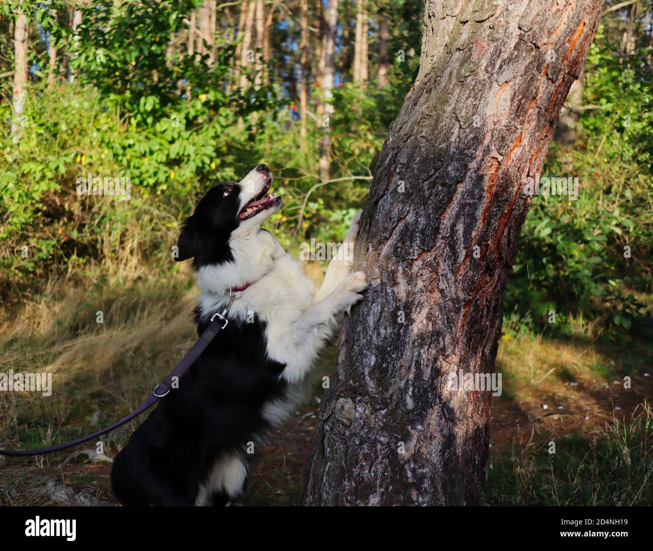 Divertente Border Collie con aspetto pazzo salta con la sua Paw on Tree Trunk durante il giorno di autunno soleggiato. Adorabile cane bianco e nero nella foresta. Foto Stock