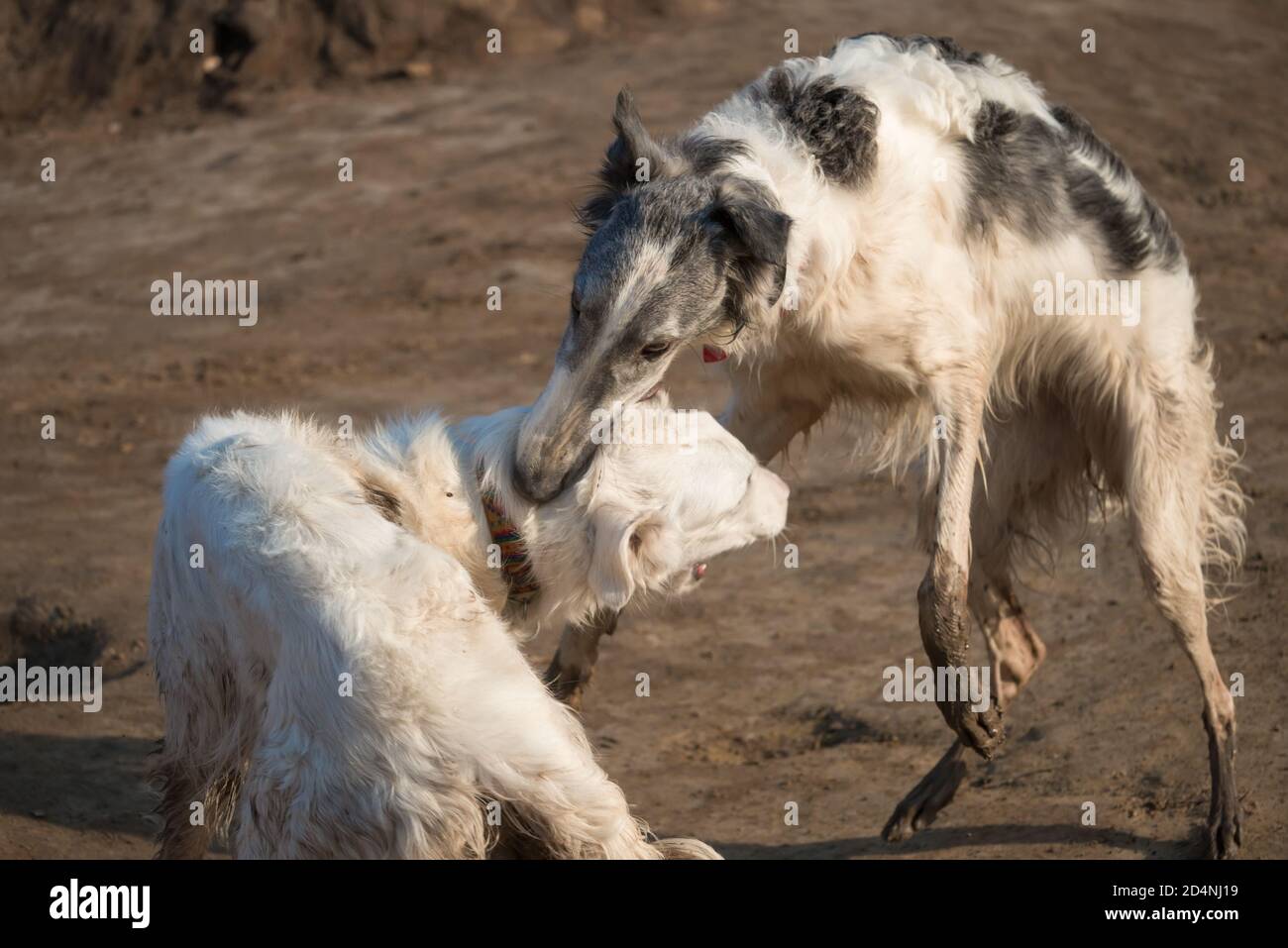 I cani della razza russa di avvistamento dai capelli lunghi, chiamata anche il wolfhound russo, giocano a caccia Foto Stock