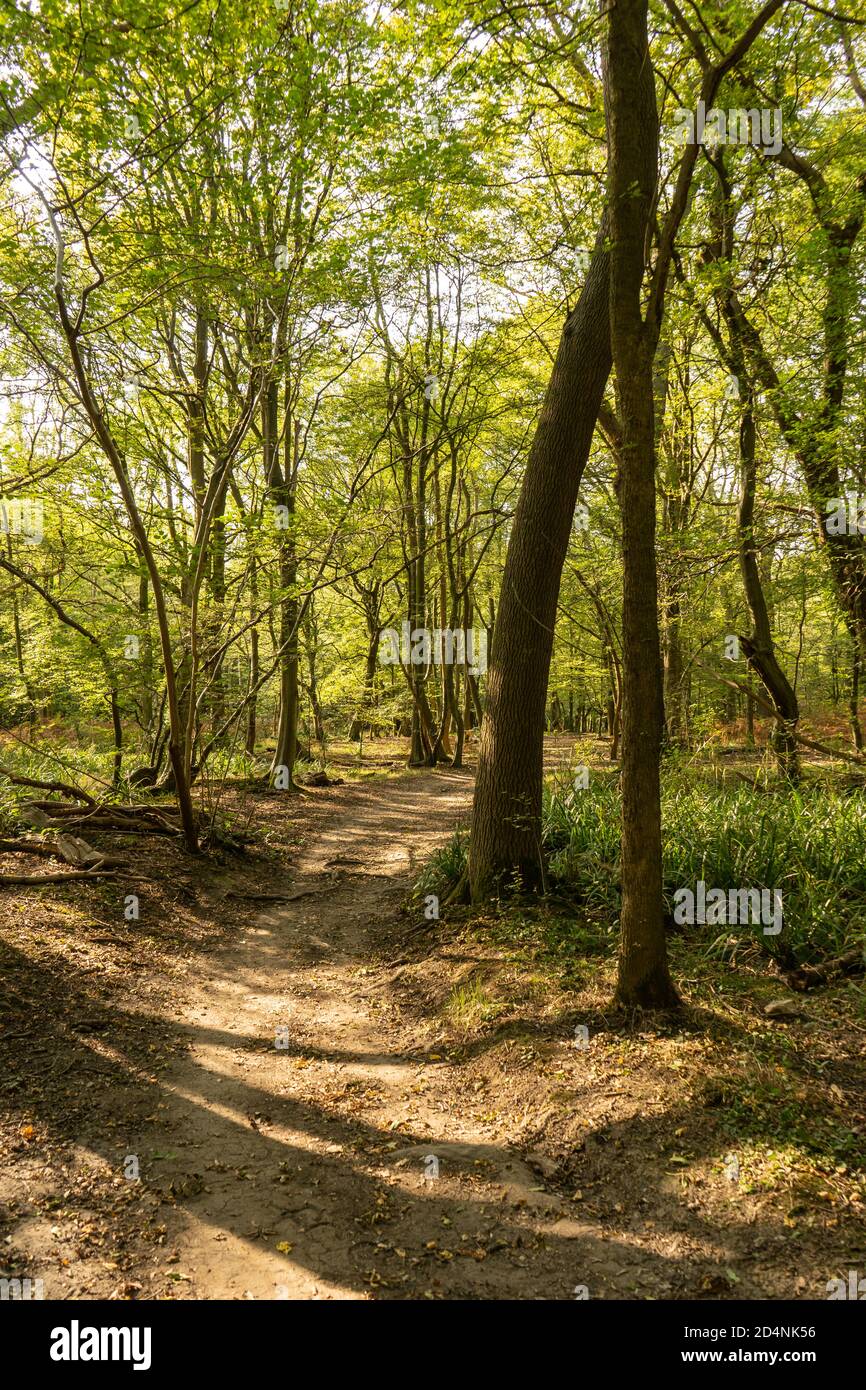 Autunno sole illuminato alberi in bosco con ombre lungo il sentiero Foto Stock