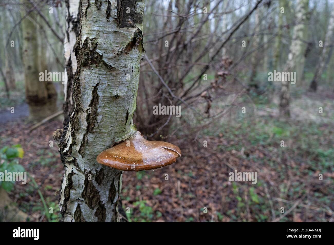 Betulla Polyporo su albero su overcast giorno invernale su urbano bosco Foto Stock