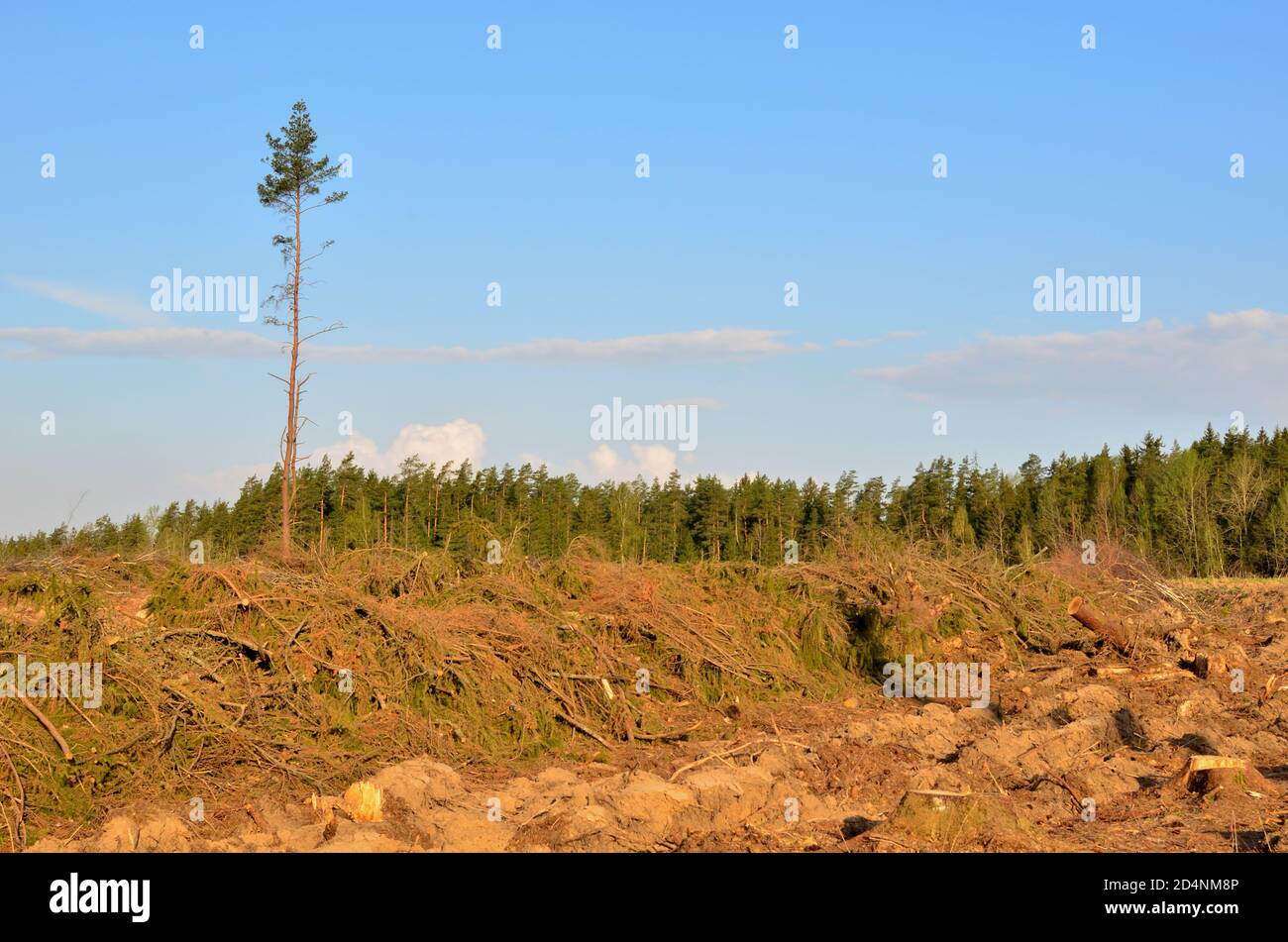 Tagliare alberi nella foresta. Deforestazione e disboscamento illegale, commercio internazionale di legname illegale Foto Stock