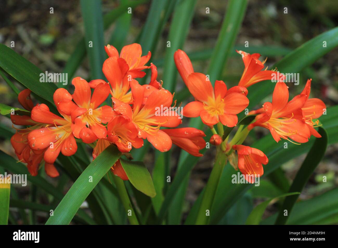 Bellissimi fiori arancioni di Clivia, una pianta originaria dell'Africa Foto Stock
