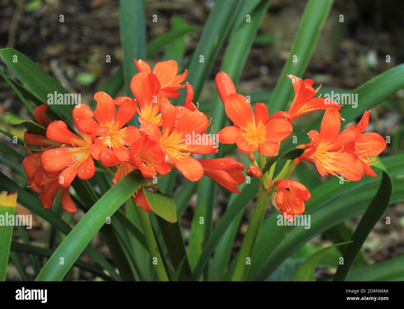 Bellissimi fiori arancioni di Clivia, una pianta originaria dell'Africa Foto Stock