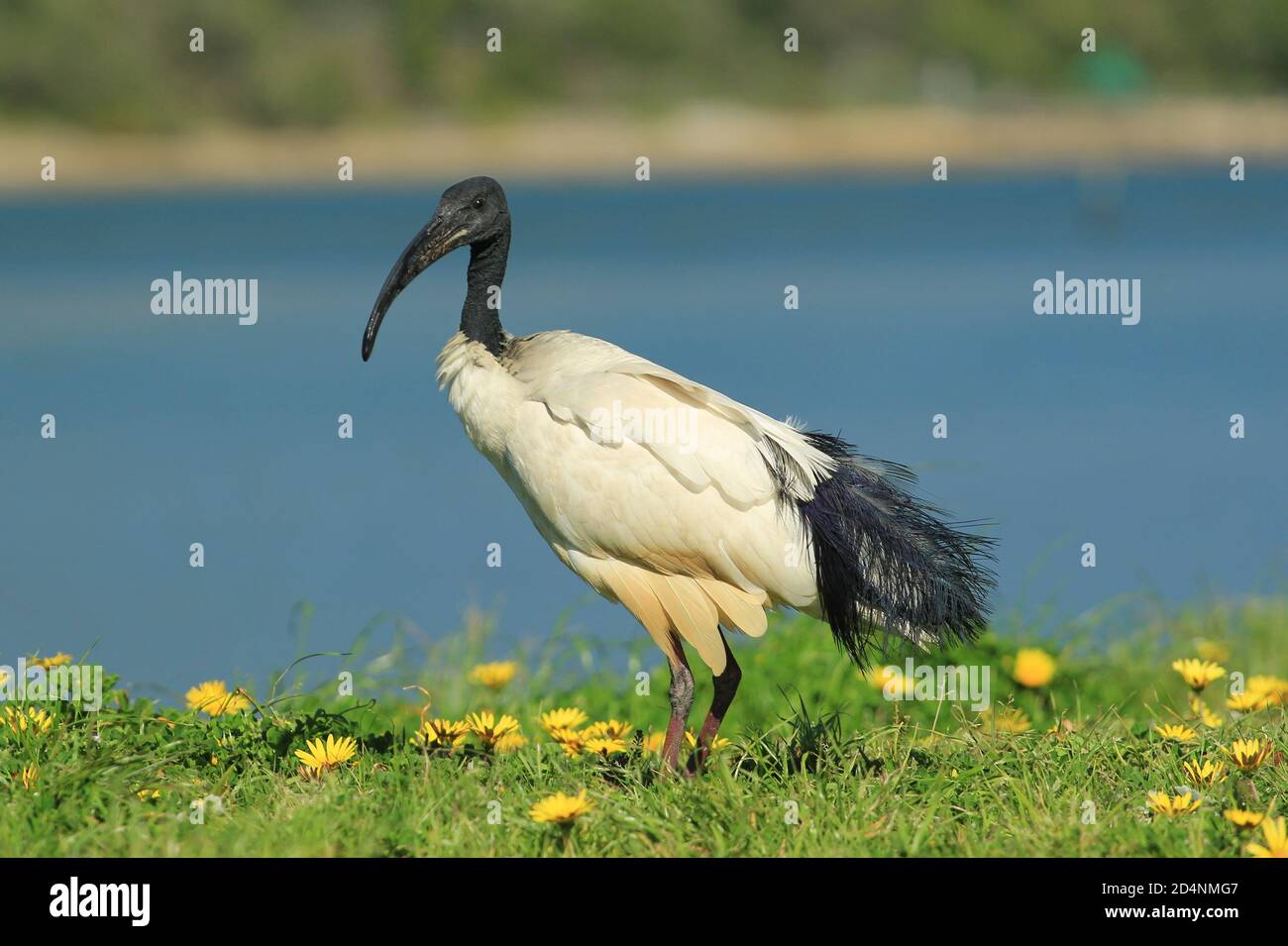 L'ibis sacro africano (Threskiornis aethiopicus) è un uccello della famiglia Threskiornitidae. È originario dell'Africa e del Foto Stock