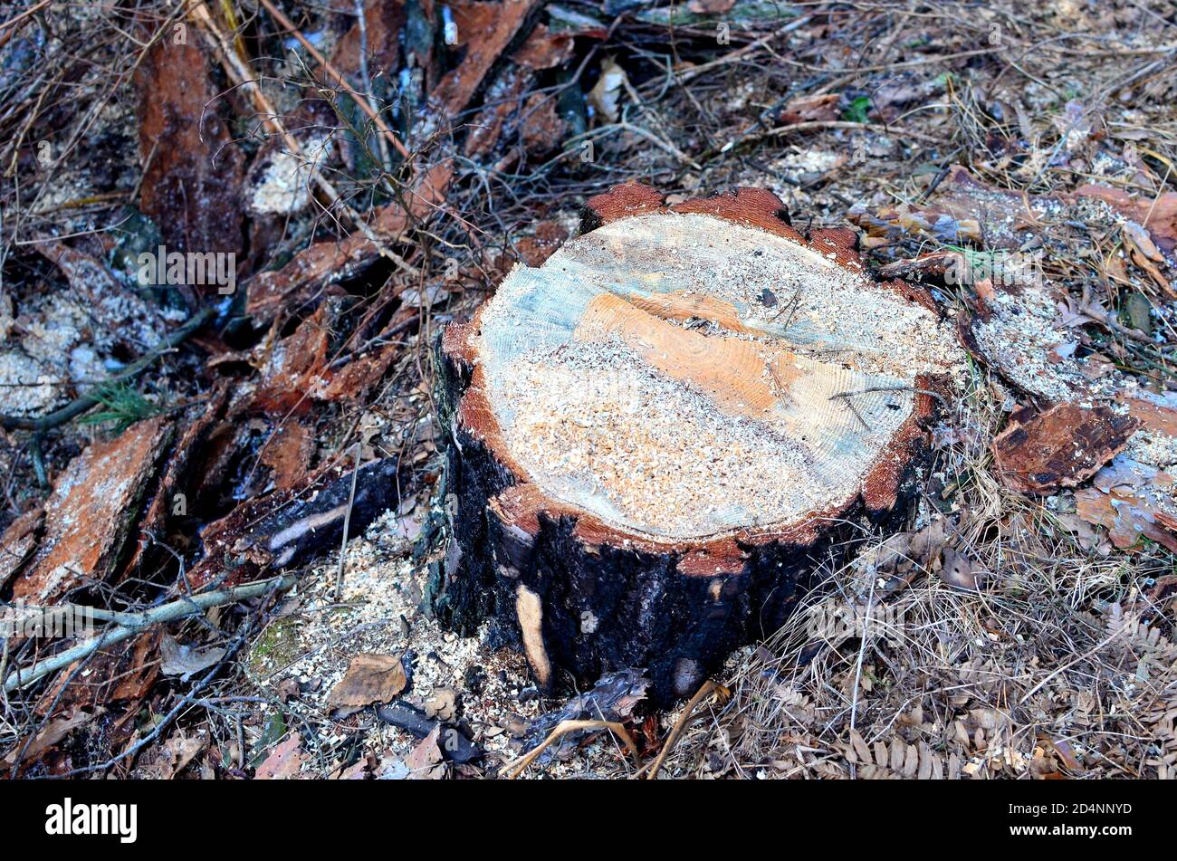 Stump dell'albero vivente abbattuto nella foresta. Tagliare alberi nella foresta. Deforestazione e disboscamento illegale, commercio internazionale di legname illegale Foto Stock