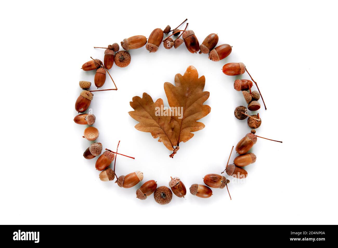 Composizione autunnale. Telaio fatto di foglie secche marroni e ghiande isolate su sfondo bianco. Mokup modello caduta, Halloween, raccolta di ringraziamento Foto Stock