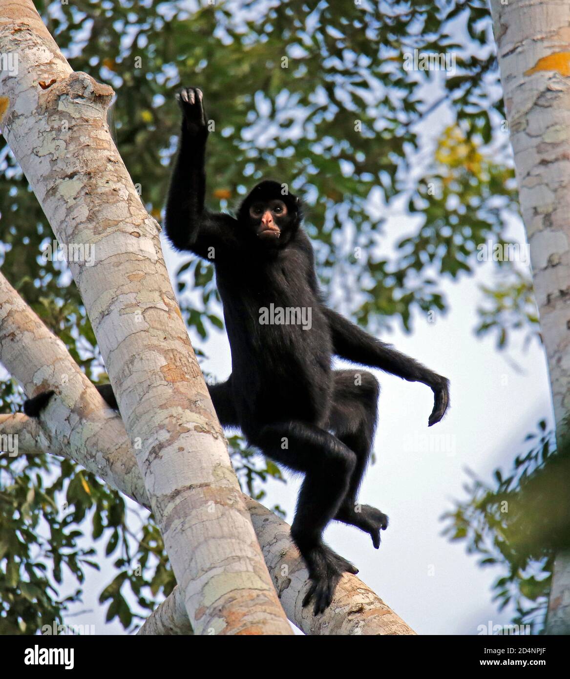Scimmia ragno peruviana (Ateles camek, alias Black-faced Black Spider Monkey) decollo da un albero. Tambopata, Foresta pluviale amazzonica, Perù Foto Stock