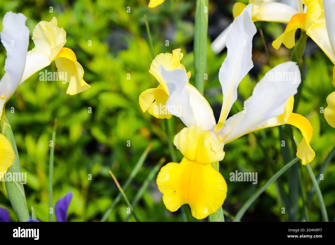 Iris hollandica Hort Foto Stock