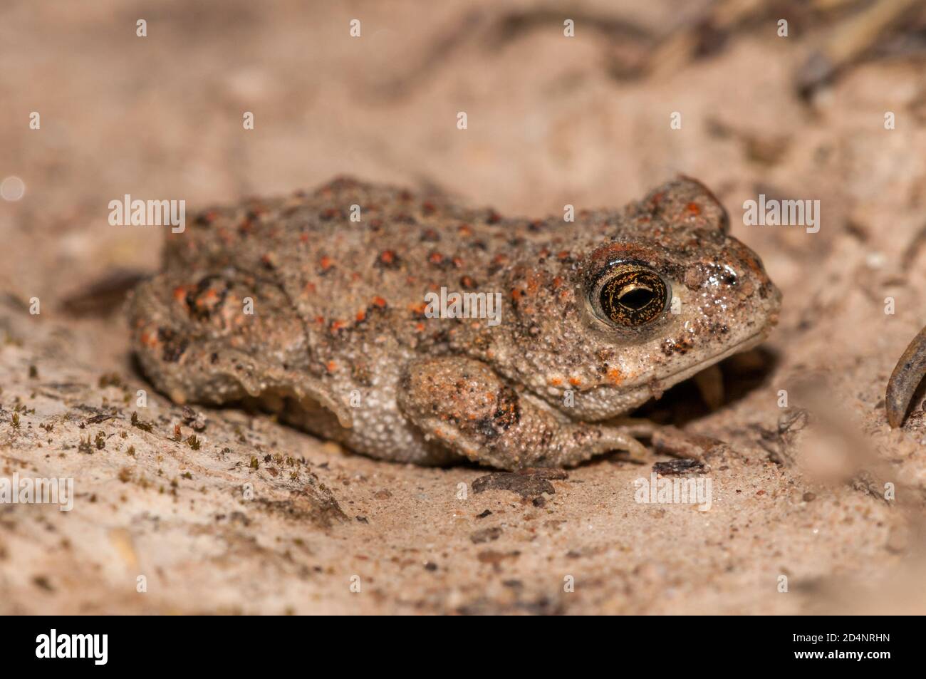 Natterjack toad, Epidalea calamita, sul terreno, Catalogna, Spagna Foto Stock