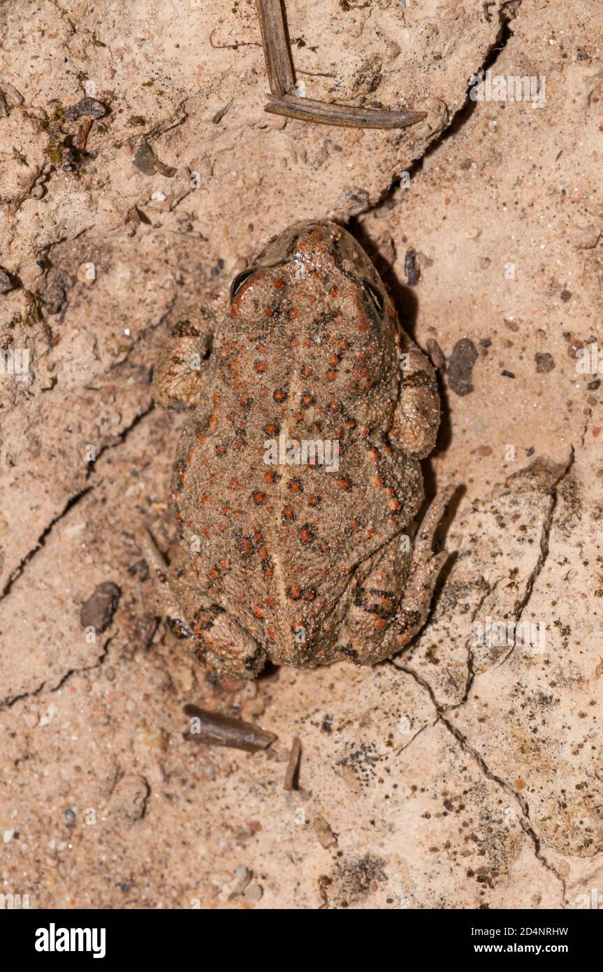 Natterjack toad, Epidalea calamita, sul terreno, Catalogna, Spagna Foto Stock