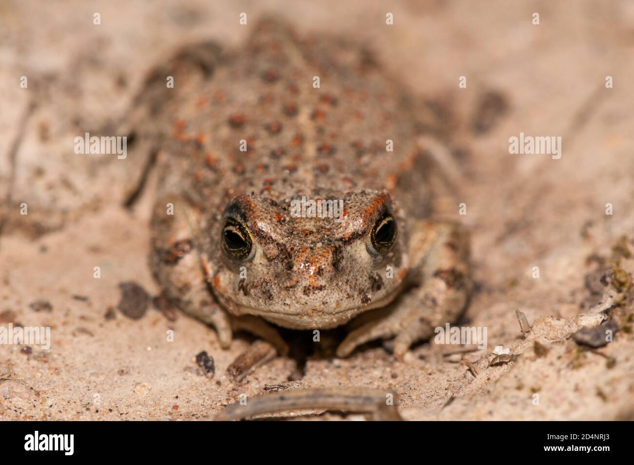 Natterjack toad, Epidalea calamita, sul terreno, Catalogna, Spagna Foto Stock