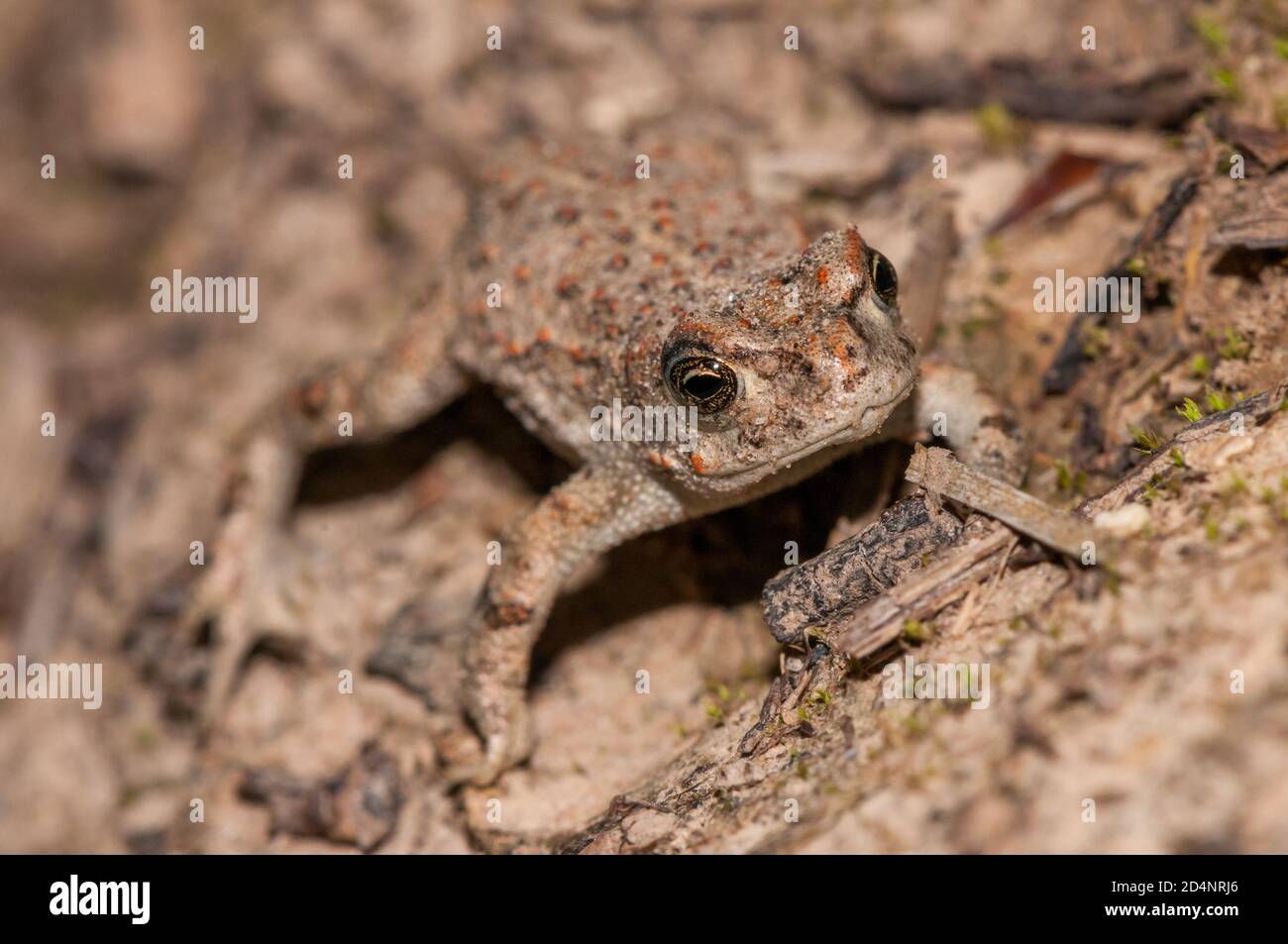 Natterjack toad, Epidalea calamita, sul terreno, Catalogna, Spagna Foto Stock
