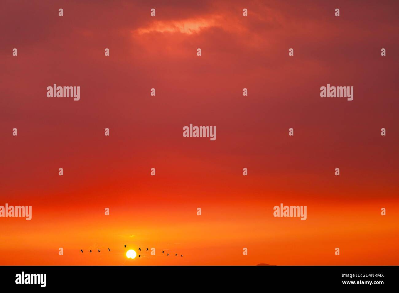 tramonto di sera su uccelli silhouette che volano sul rosso cielo arancione e nuvola scura Foto Stock