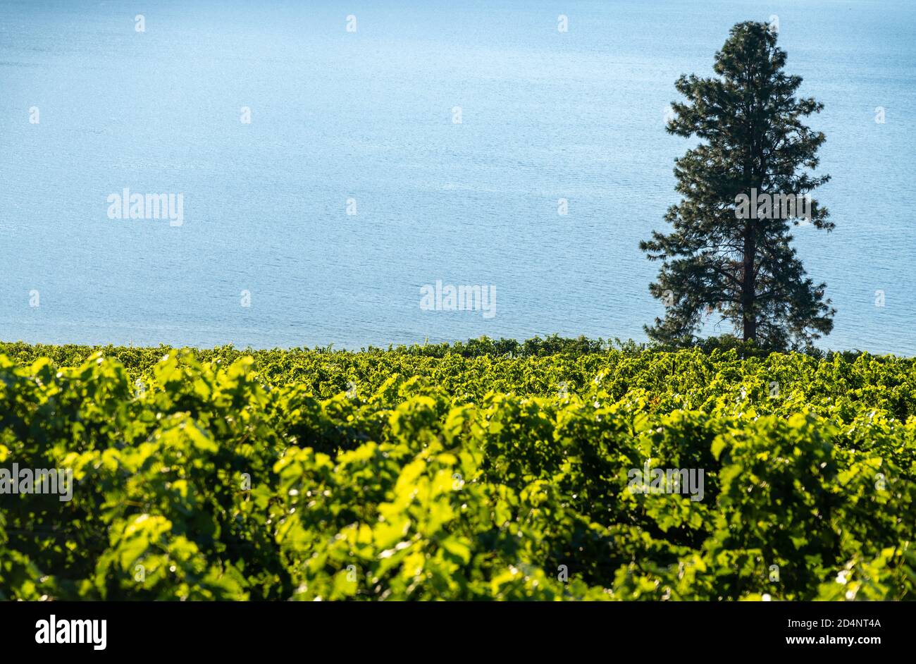 Paese del vino Okanagan nel Canada occidentale, Columbia Britannica. Orizzontale Foto Stock