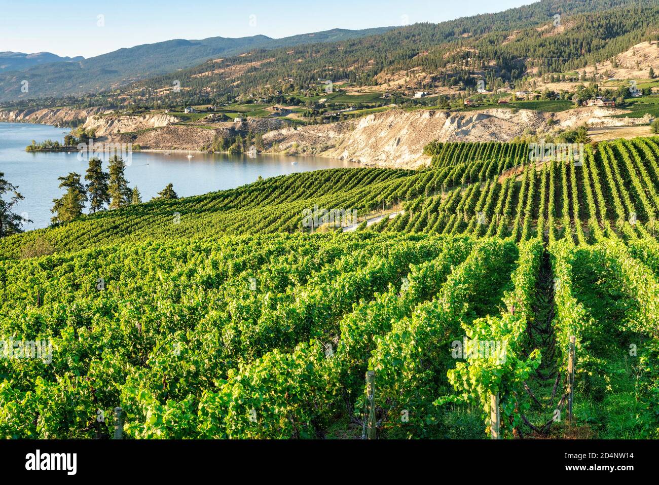 Paese del vino Okanagan nel Canada occidentale, Columbia Britannica. Orizzontale Foto Stock
