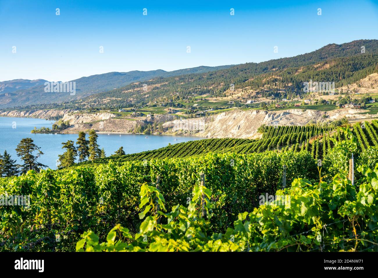Paese del vino Okanagan nel Canada occidentale, Columbia Britannica. Orizzontale Foto Stock
