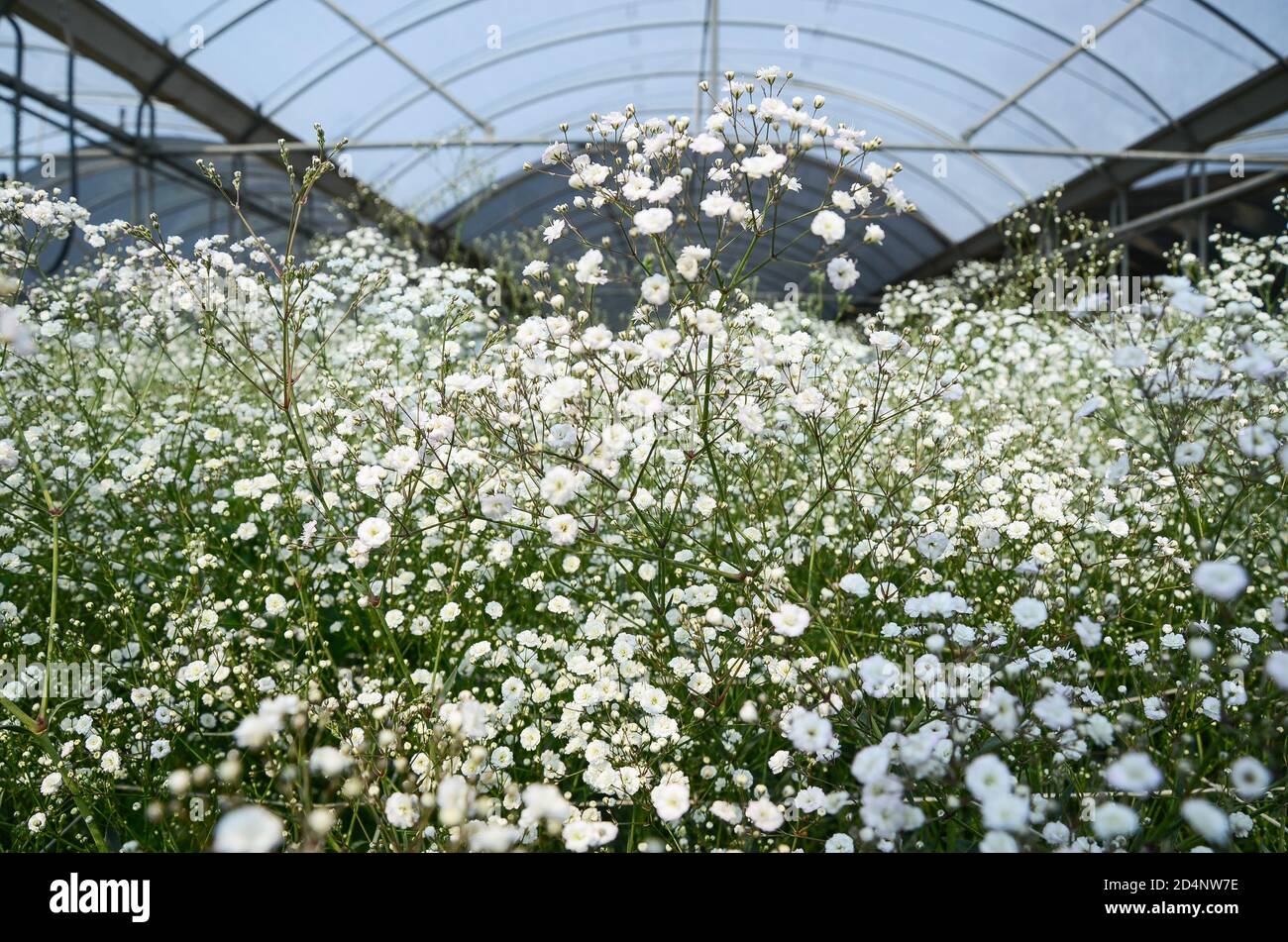 Gypsophila paniculata fiore Foto Stock