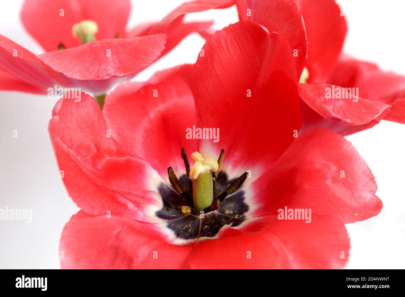 Grandi tulipani rossi. Aprire i petali di un tulipano con i pistilli e le antere nere su uno sfondo bianco Foto Stock
