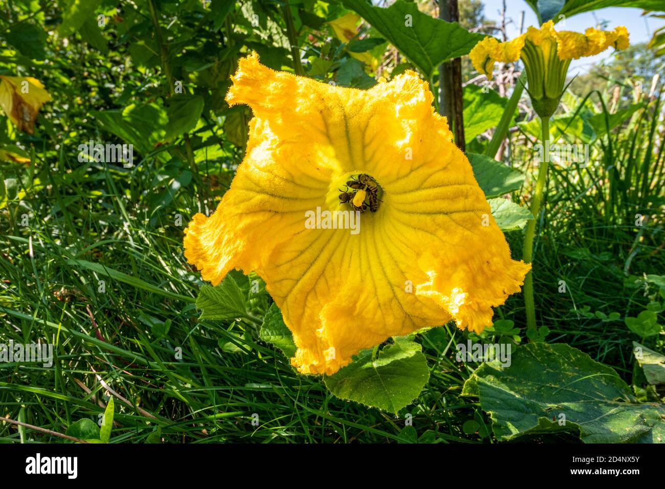 Fiore di zucca gialla (Cucurbita) nell'orto, Baviera, Germania, Europa Foto Stock