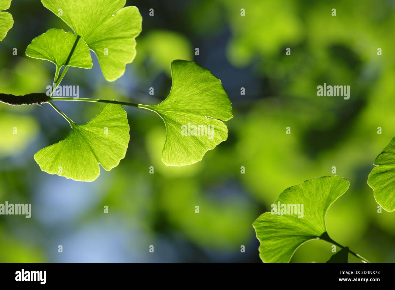 Ginkgo biloba albero. Le foglie verdi di sono illuminate con uno sfondo sfocato Foto Stock