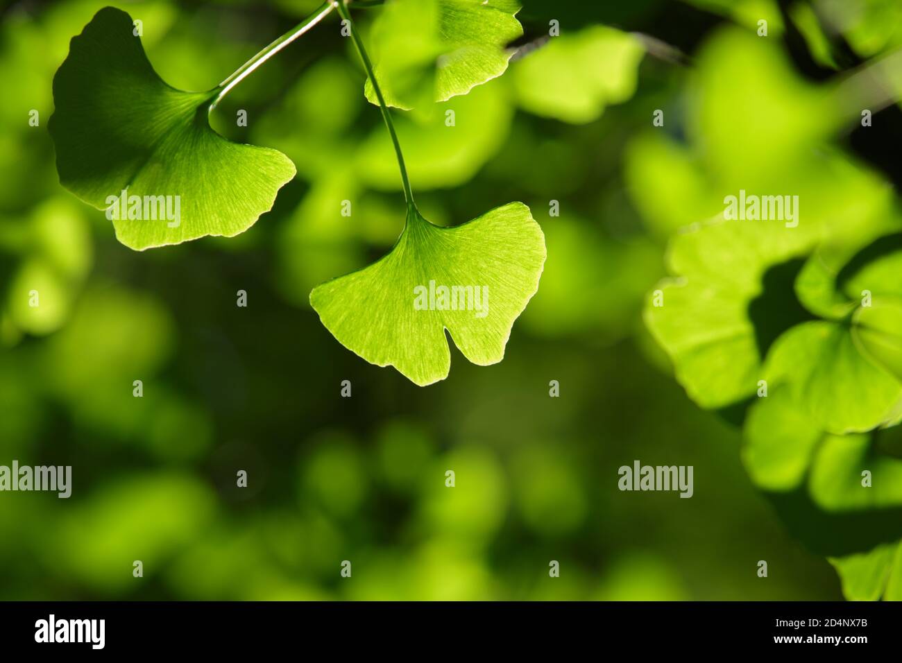 Foglie verdi dell'albero di Ginkgo biloba in piena luce del sole Foto Stock