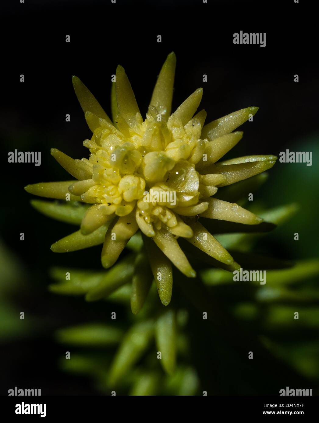 Fioritura di stonecrop di oro in giardino Foto Stock