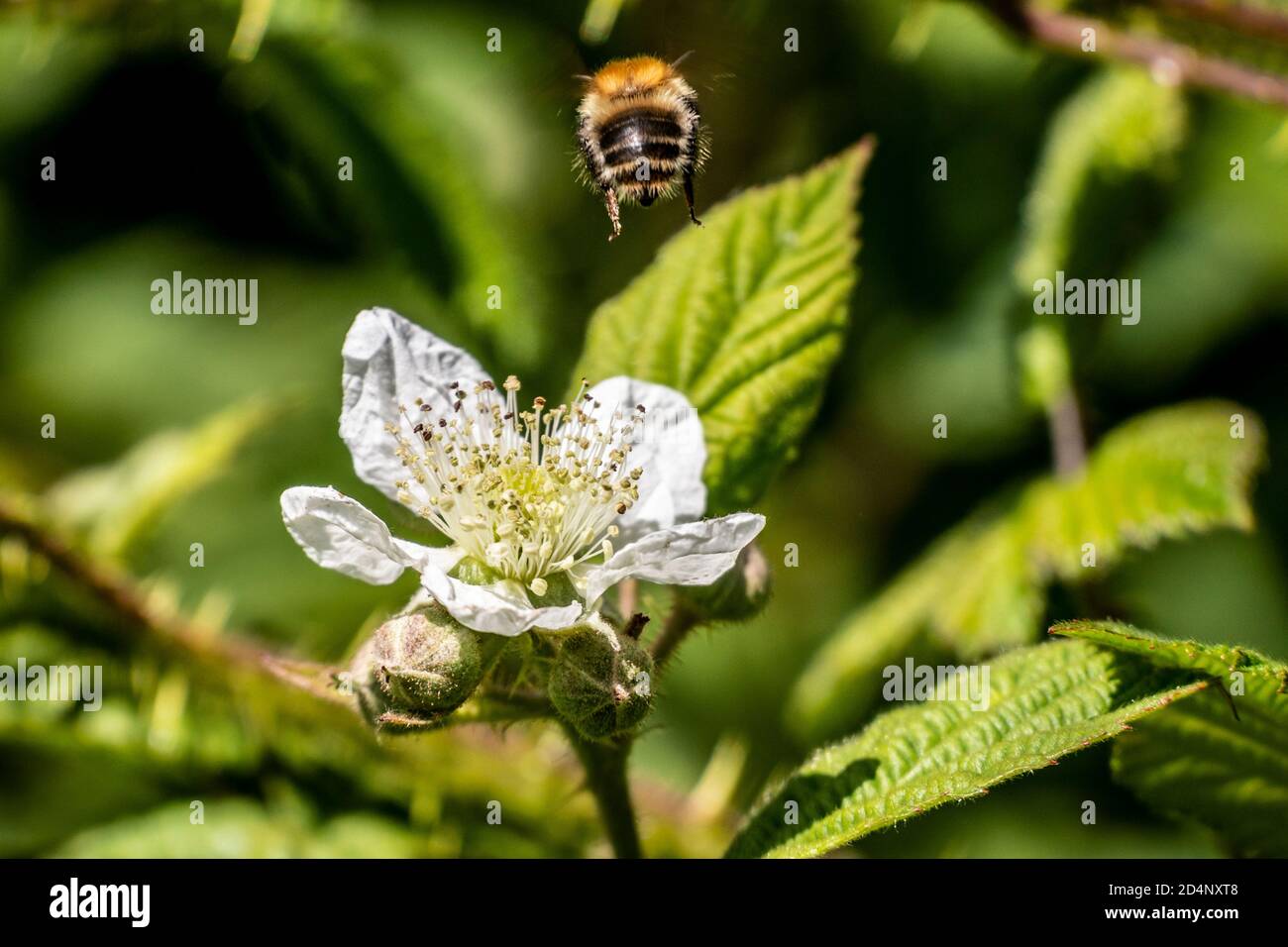 Una bee che si abbiola sopra un fiore. Foto Stock