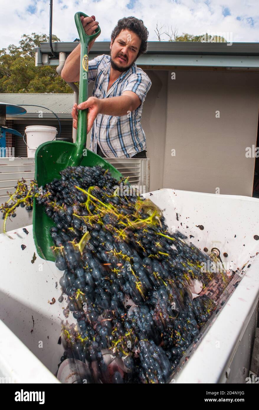 Viticoltore australiano/argentino che aggiunge uve Tempranillo ad un frantoio/diraspatore a un Piccola azienda vinicola nei pressi di Hahndorf, nell'Adelaide Hilsl dell'Australia Meridionale Foto Stock