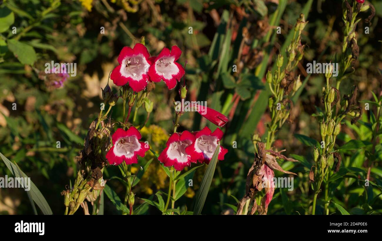 Fiore rosso e bianco del penstemone tra fogliame verde in giardino Foto Stock