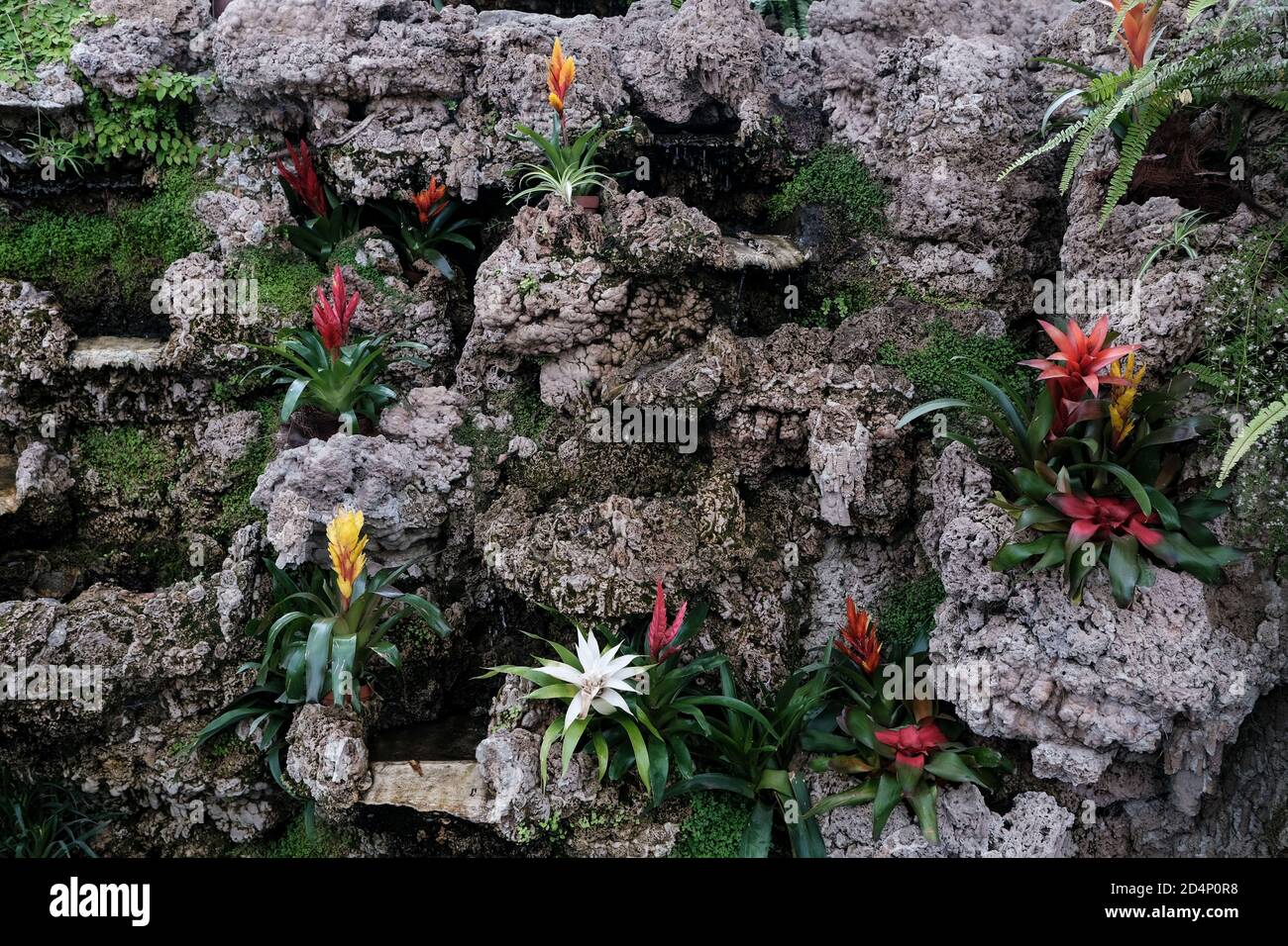 Walbrzych, Polonia: 18 luglio 2020: La Guzmania (impianto ad aria tufted), la Casa delle Palme Foto Stock