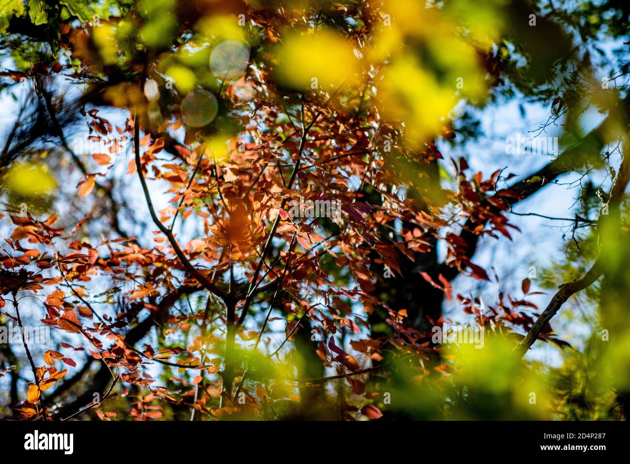 Rami autunnali con foglie colorate e luce calda e morbida Foto Stock