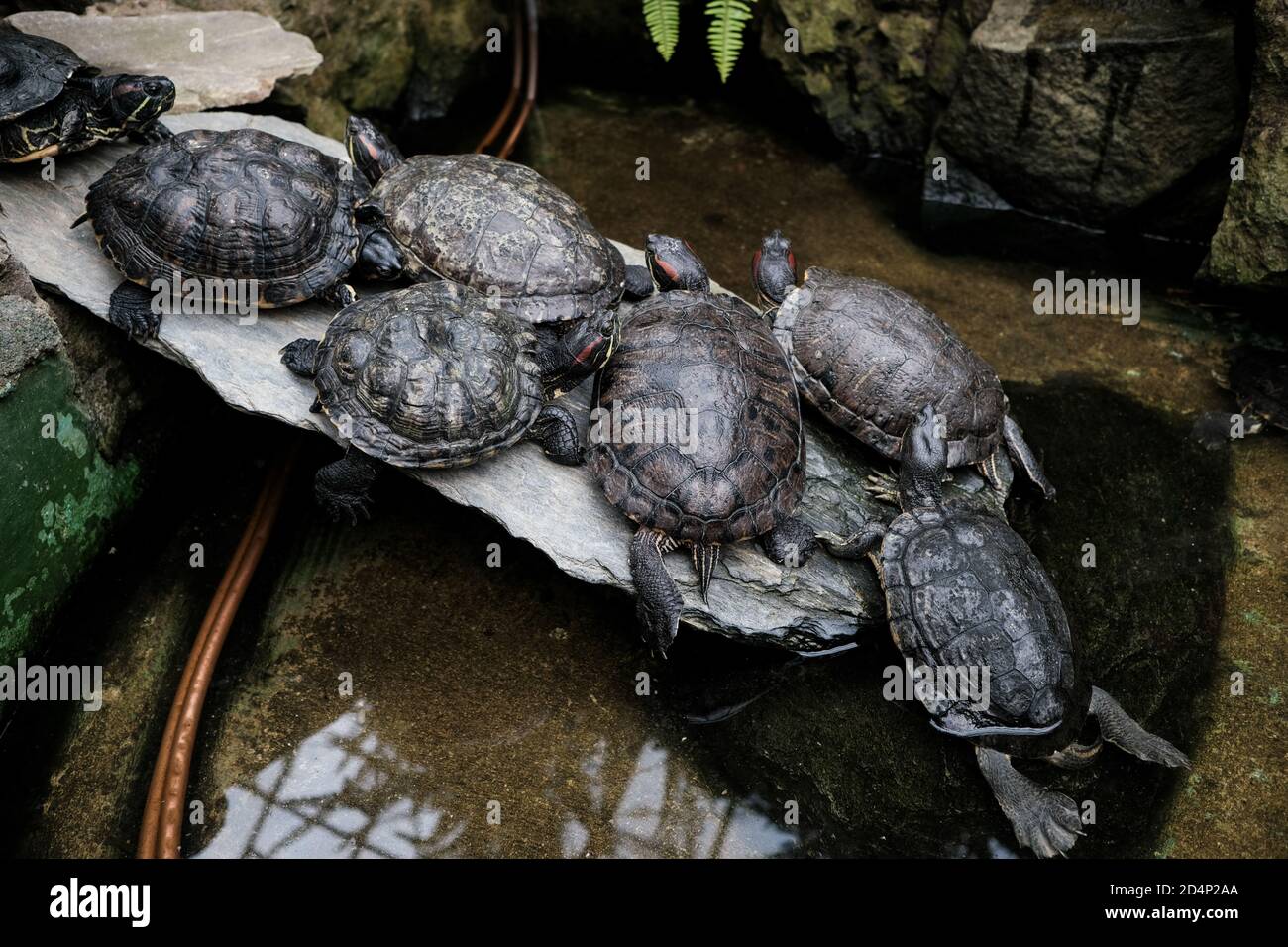 Walbrzych, Polonia - 15 luglio 2020: Tartarughe rosse nello stagno Foto Stock