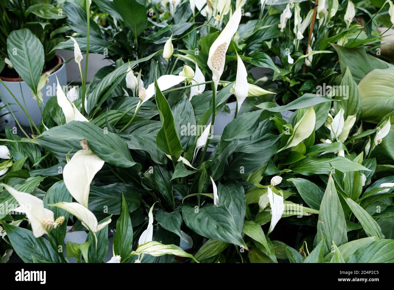 Walbrzych, Polonia - 15 luglio 2020: La pianta fiorente di Spathiphylllum. Casa delle palme a Walbrzych Foto Stock