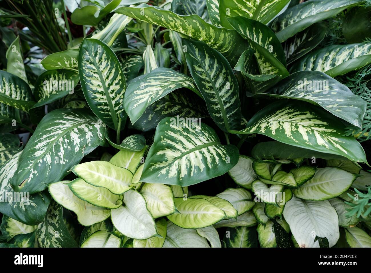Walbrzych, Polonia - 15 luglio 2020: La pianta fiorente di Spathiphylllum. Casa delle palme a Walbrzych Foto Stock