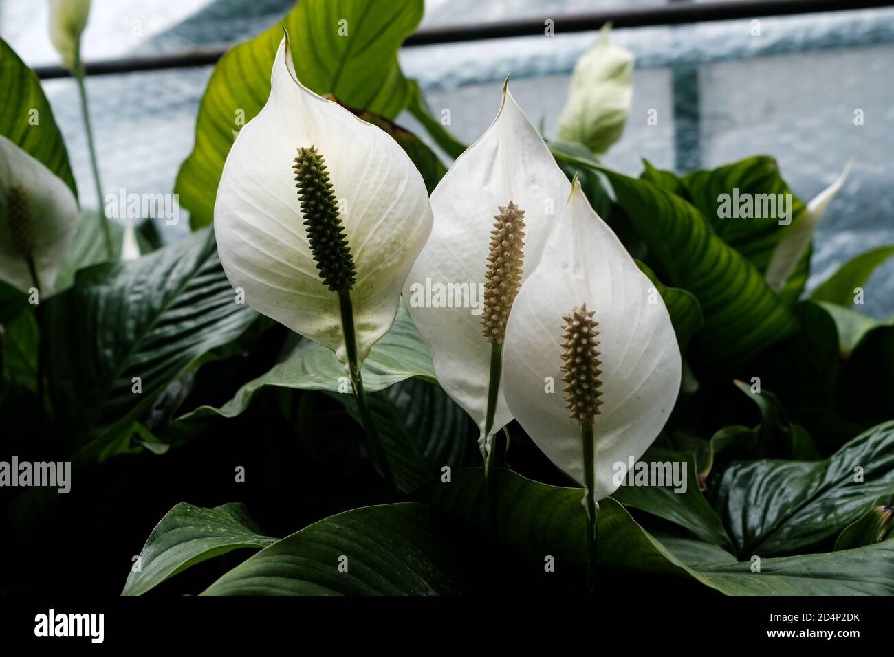 Walbrzych, Polonia - 15 luglio 2020: La pianta fiorente di Spathiphylllum. Casa delle palme a Walbrzych Foto Stock