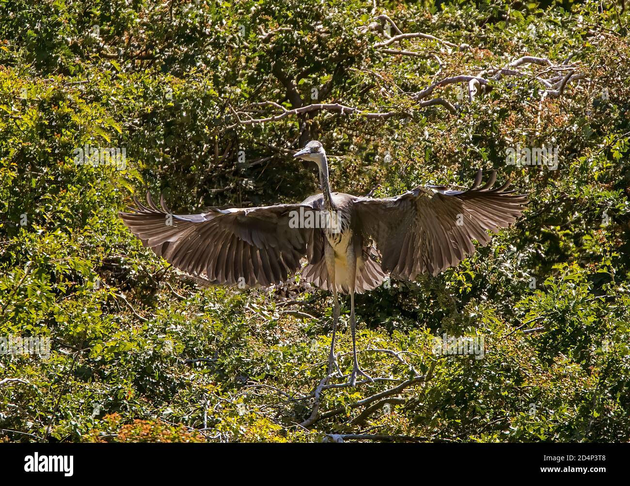 Heron in cima all'albero con le ali aperte Foto Stock