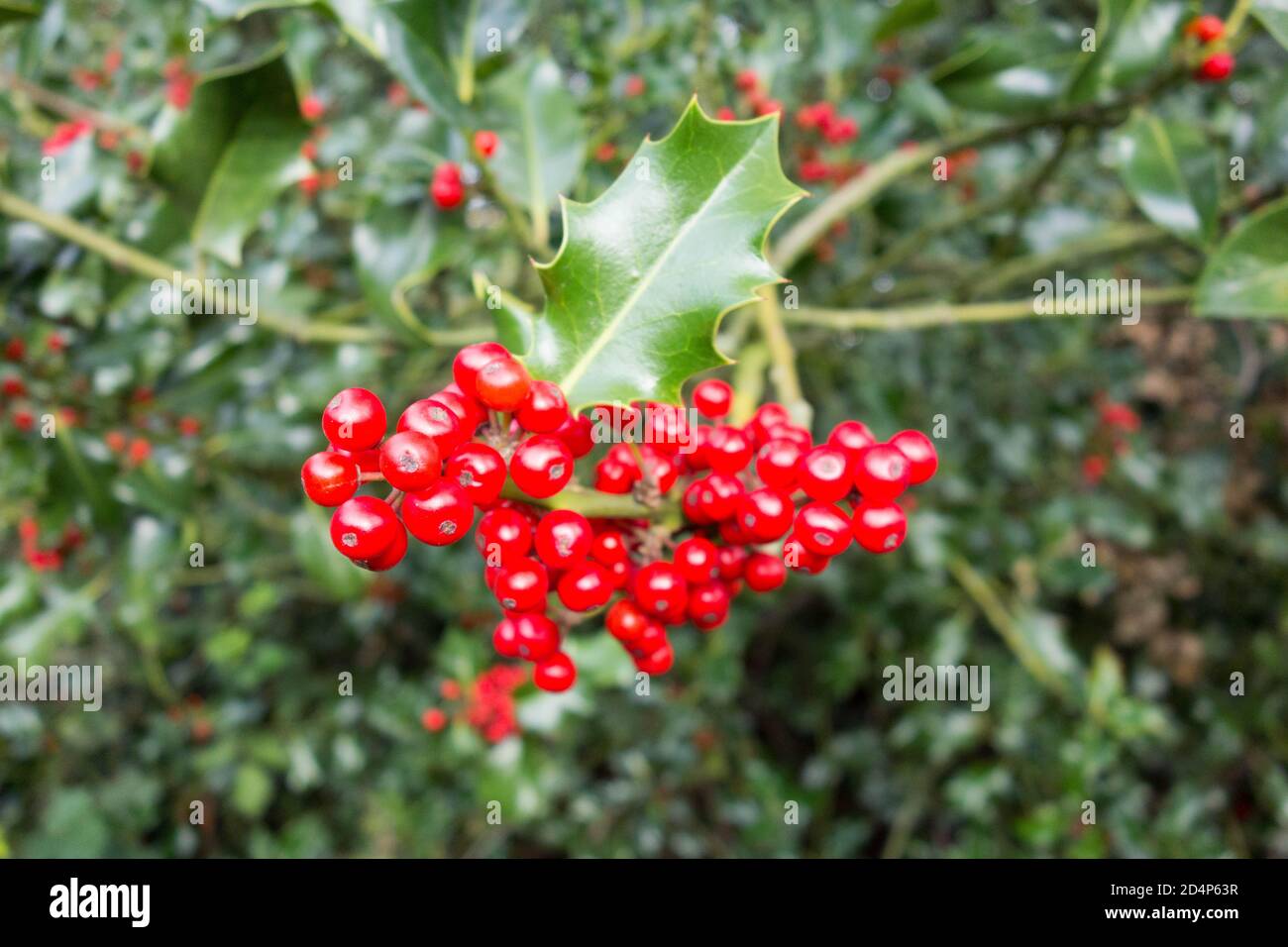 Festoso ma velenoso rosso brillante Holly Berries (Ilex aquifolium) Foto Stock