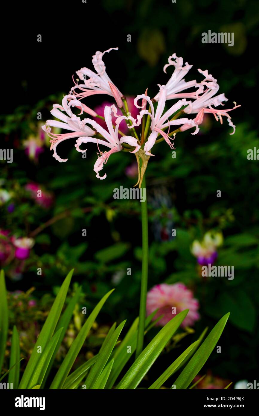Nerine bowdenii Foto Stock